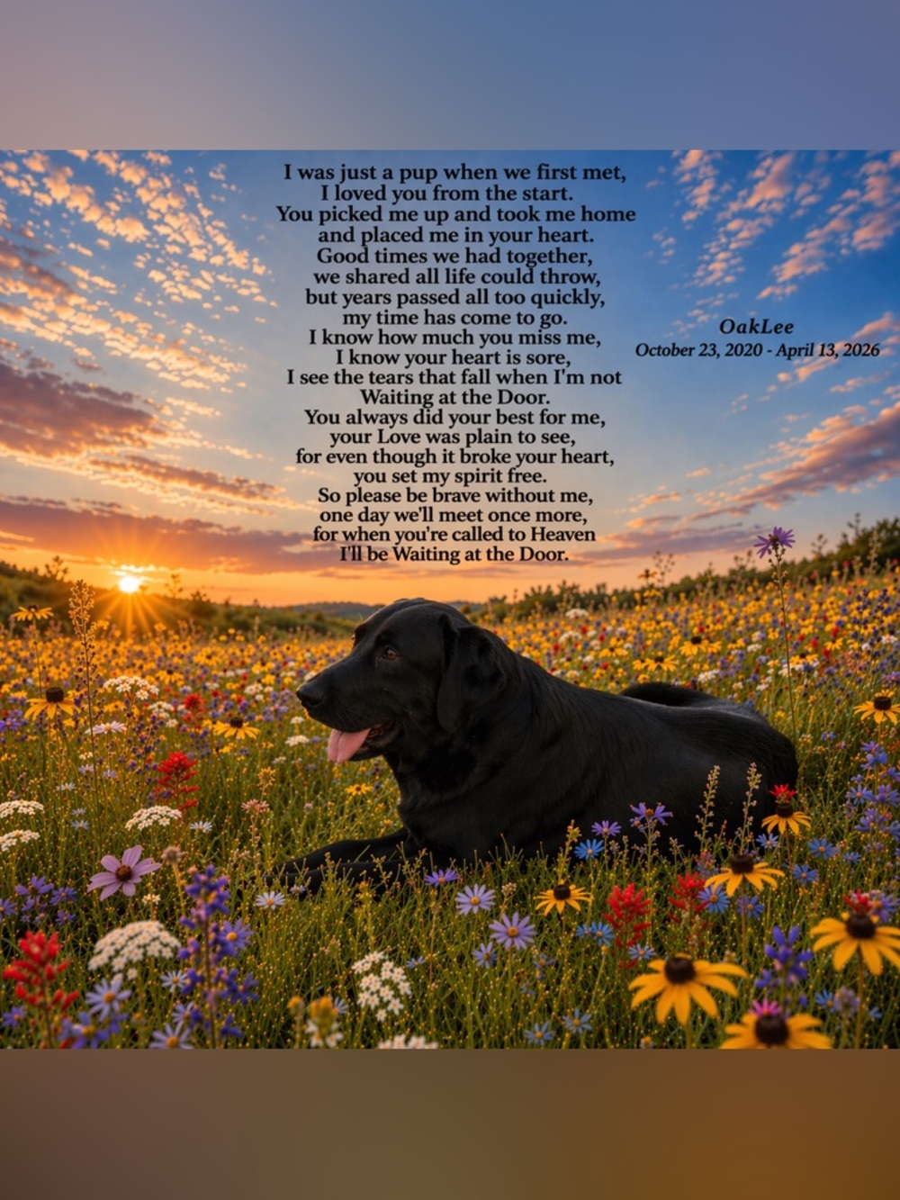 Tribute to OakLee - Our Sweet and Energetic Labrador Retriever